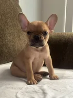 abraham , a male French Bulldog for sale in Burbank, CA – 3 of 5