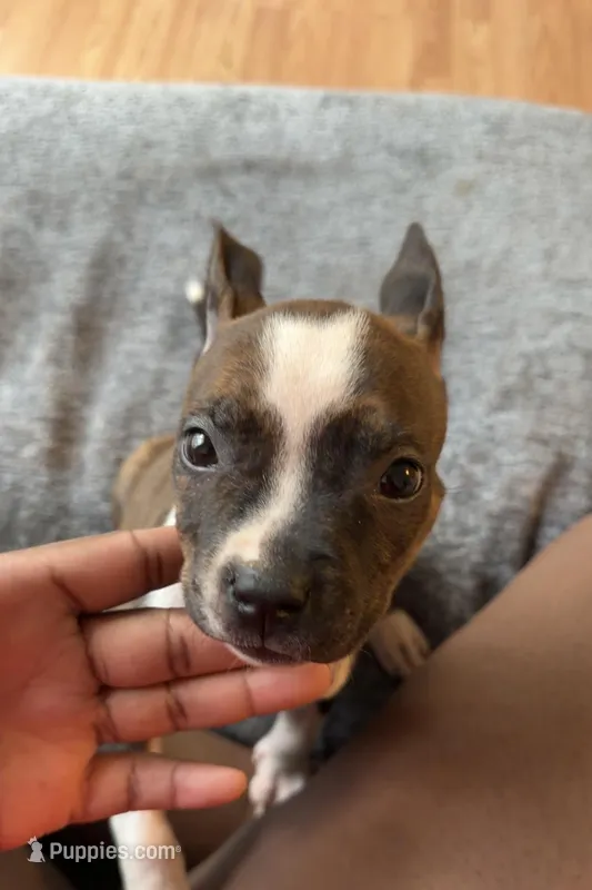 Pretti – American Bully, American Pit Bull Terrier puppy for sale in Bradenton, FL