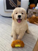 Bella, a female Golden Retriever for sale in San Jose, CA – 1 of 1