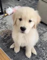 Luna, a female Golden Retriever for sale in San Jose, CA – 1 of 1