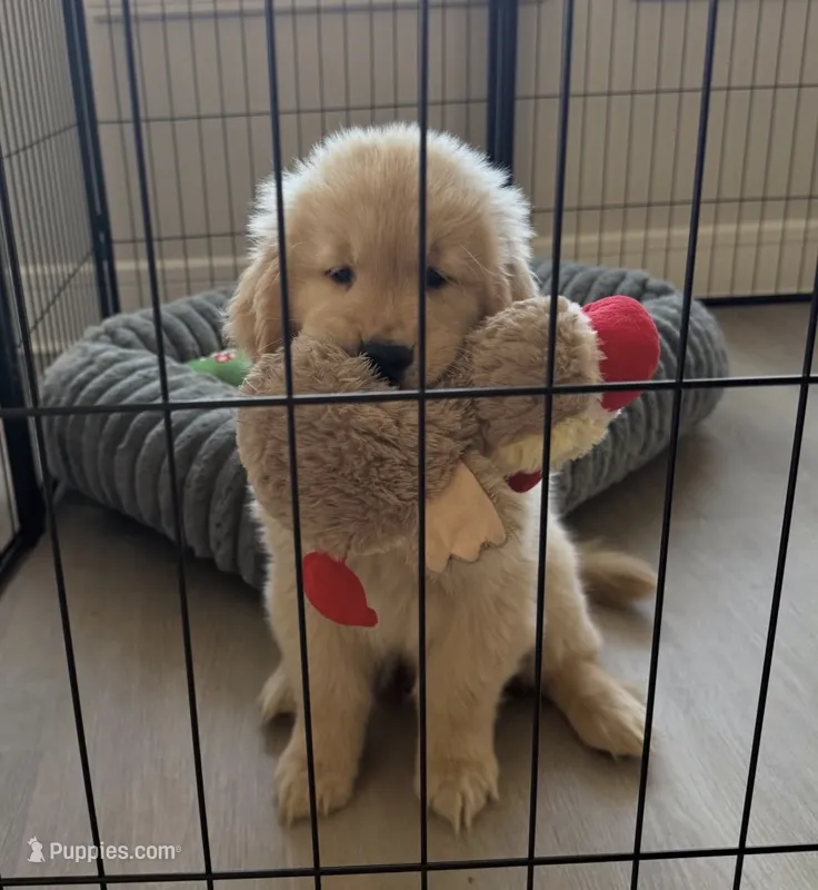 Charlie – Golden Retriever puppy for sale in San Jose, CA