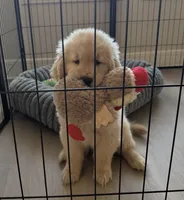Charlie, a male Golden Retriever for sale in San Jose, CA – 1 of 1