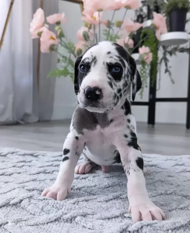 Tim – Great Dane puppy for sale in San Jose, CA