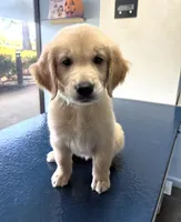 Cooper, a male Golden Retriever for sale in San Jose, CA – 1 of 1
