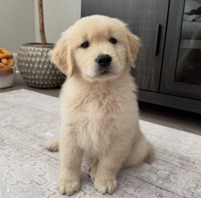 Max – Golden Retriever puppy for sale in San Jose, CA