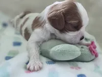 Bean, a male Cavalier King Charles Spaniel for sale in Miami, FL – 2 of 3