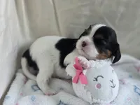 Bambi, a male Cavalier King Charles Spaniel for sale in Miami, FL – 2 of 3