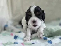 Booba, a male Cavalier King Charles Spaniel for sale in Miami, FL – 3 of 4