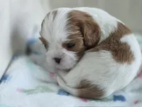 Ben, a male Cavalier King Charles Spaniel for sale in Miami, FL – 2 of 3