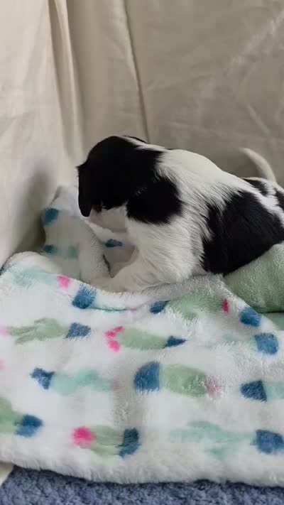 Booba, a male Cavalier King Charles Spaniel for sale in Miami, FL – 4 of 4