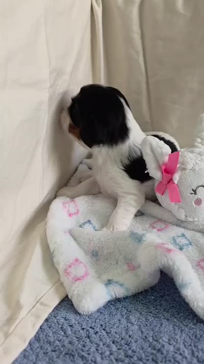 Bambi, a male Cavalier King Charles Spaniel for sale in Miami, FL – 3 of 3