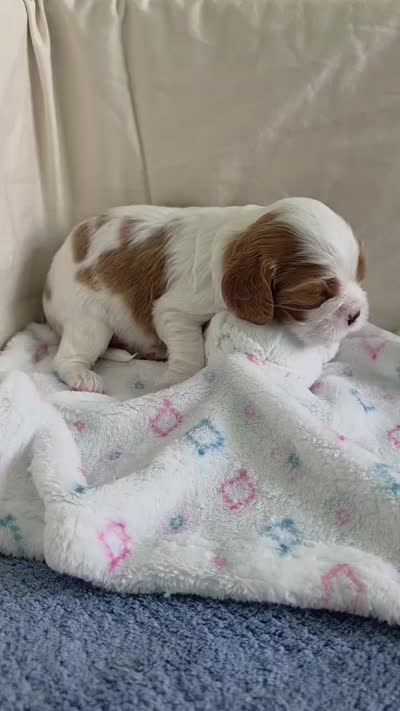 Budapest, a male Cavalier King Charles Spaniel for sale in Miami, FL – 3 of 3