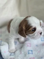 Buster, a male Cavalier King Charles Spaniel for sale in Miami, FL – 2 of 4