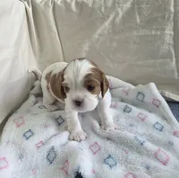 Buster, a male Cavalier King Charles Spaniel for sale in Miami, FL – 3 of 4