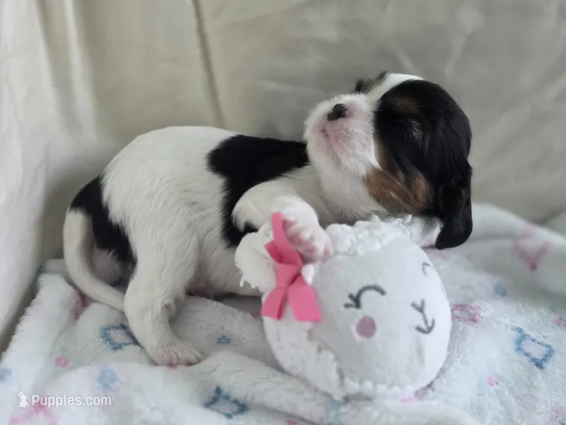 Bambi – Cavalier King Charles Spaniel puppy for sale in Miami, FL
