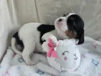 Bambi, a male Cavalier King Charles Spaniel for sale in Miami, FL – 1 of 3