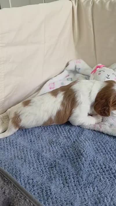 Buster, a male Cavalier King Charles Spaniel for sale in Miami, FL – 4 of 4