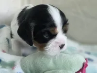 Booba, a male Cavalier King Charles Spaniel for sale in Miami, FL – 1 of 4