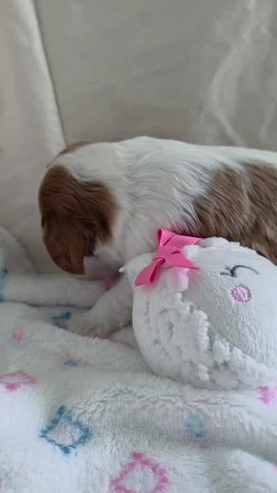 Bean, a male Cavalier King Charles Spaniel for sale in Miami, FL – 3 of 3