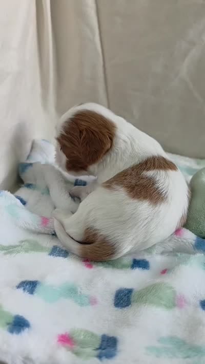 Ben, a male Cavalier King Charles Spaniel for sale in Miami, FL – 3 of 3