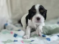 Booba, a male Cavalier King Charles Spaniel for sale in Miami, FL – 2 of 4