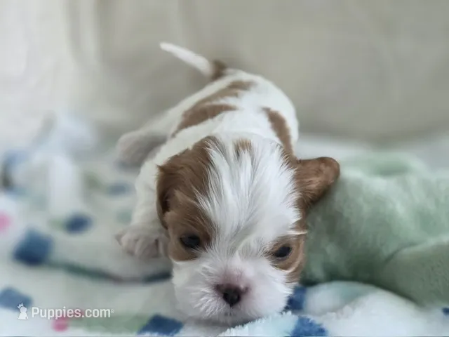 Ben – Cavalier King Charles Spaniel puppy for sale in Miami, FL