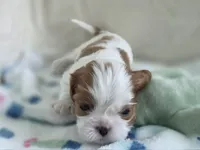 Ben, a male Cavalier King Charles Spaniel for sale in Miami, FL – 1 of 3