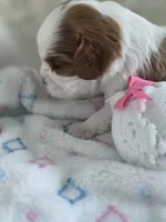 Bean, a male Cavalier King Charles Spaniel for sale in Miami, FL – 1 of 3