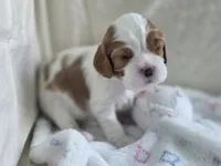 Budapest, a male Cavalier King Charles Spaniel for sale in Miami, FL – 1 of 3