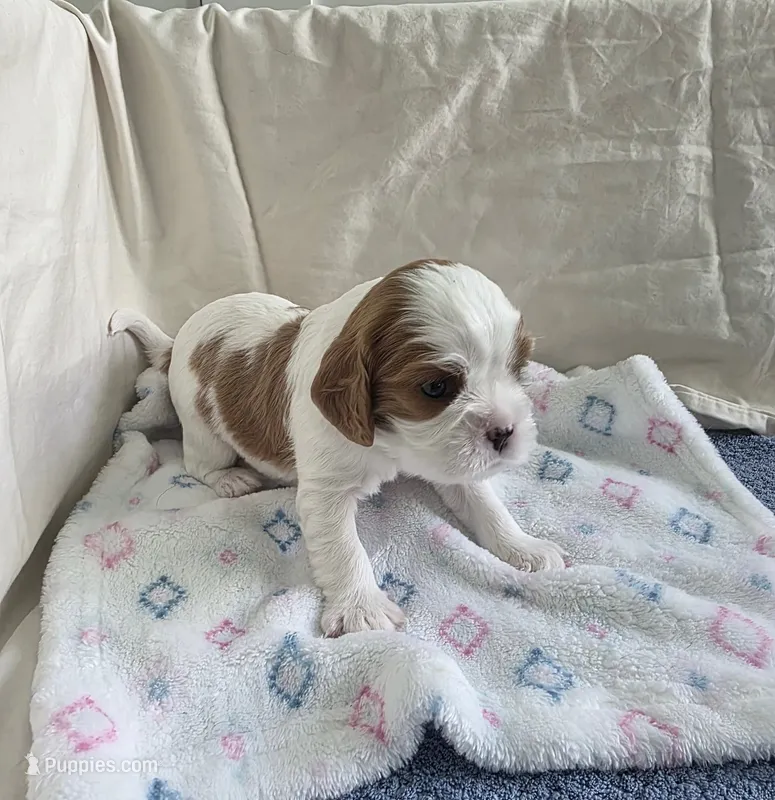 Buster – Cavalier King Charles Spaniel puppy for sale in Miami, FL
