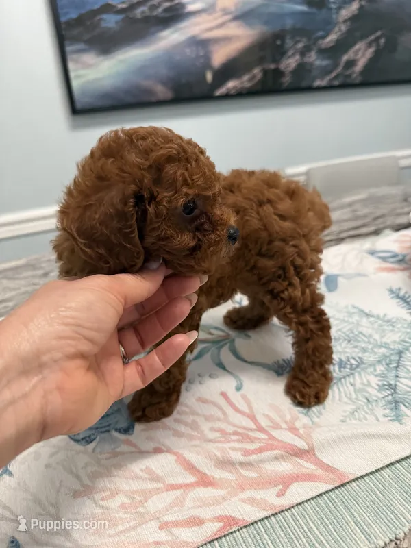 AKC Leandro, a male Poodle - Toy  for sale in Spring Hill, FL – 1 of 4
