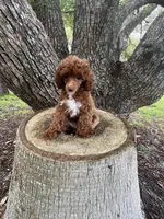 SMALL AKC, a male Poodle - Toy  for sale in Spring Hill, FL – Photo 5 of 5