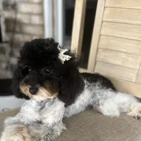 SMALL AKC, a male Poodle - Toy  for sale in Spring Hill, FL – Photo 4 of 5