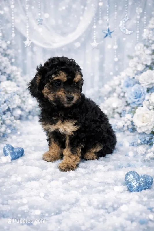 Nico, a male Poodle - Toy  for sale in Spring Hill, FL – Photo 1 of 1