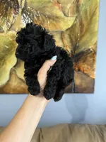 ALEX AKC, a male Poodle - Toy  for sale in Spring Hill, FL – 3 of 4