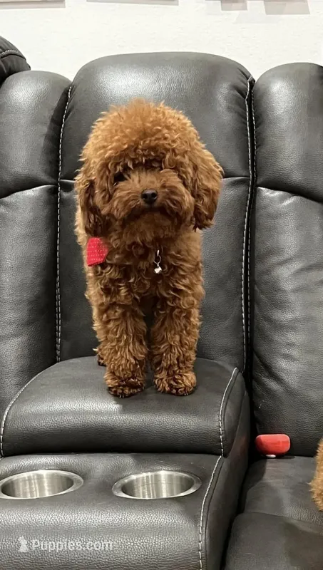 Tiny Giany – Poodle - Toy  puppy for sale in Spring Hill, FL