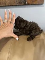 LEO AKC, a female Poodle - Toy  for sale in Spring Hill, FL – 2 of 4