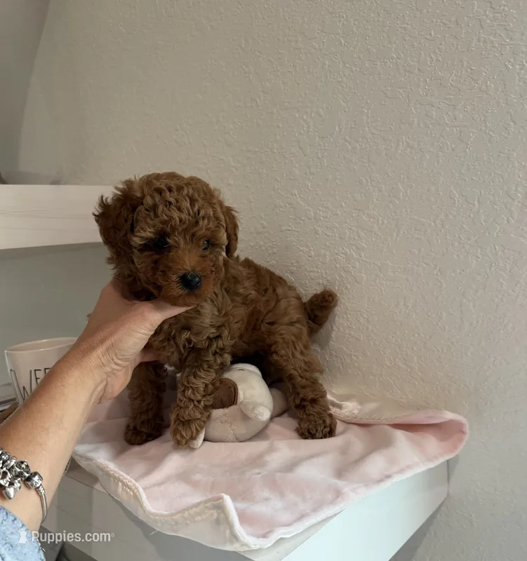 KOREAN BLOODLINE EMBARK CLEAR  – Poodle - Toy  puppy for sale in Spring Hill, FL