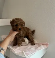KOREAN BLOODLINE EMBARK CLEAR , a male Poodle - Toy  for sale in Spring Hill, FL – 1 of 3