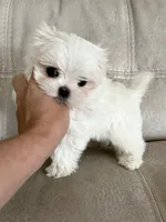 Korean Sakura, a female Maltese for sale in Spring Hill, FL – 1 of 1