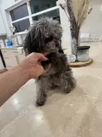 LEVI 4 POUNDS TEACUP MERLE, a male Poodle - Toy  for sale in Spring Hill, FL – Photo 5 of 5