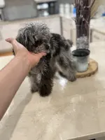 LEVI 4 POUNDS TEACUP MERLE, a male Poodle - Toy  for sale in Spring Hill, FL – Photo 2 of 5