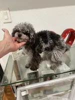 LEVI 4 POUNDS TEACUP MERLE, a male Poodle - Toy  for sale in Spring Hill, FL – Photo 1 of 5