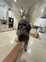 LEVI 4 POUNDS TEACUP MERLE, a male Poodle - Toy  for sale in Spring Hill, FL – Photo 3 of 5