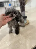 LEVI 4 POUNDS TEACUP MERLE, a male Poodle - Toy  for sale in Spring Hill, FL – Photo 4 of 5