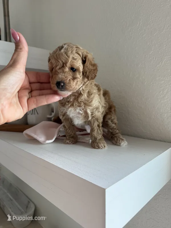ANABEL – Poodle - Toy  puppy for sale in Spring Hill, FL