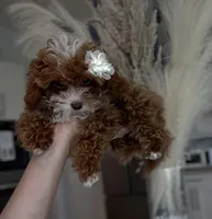 TINY TEACUP, a female Poodle - Toy  for sale in Spring Hill, FL – Photo 1 of 4