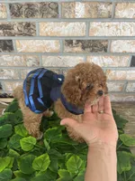 AKC FREE SHIP TO NEW JERSEY, a female Poodle - Toy  for sale in Spring Hill, FL – Photo 6 of 6