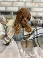 AKC FREE SHIP TO NEW JERSEY, a female Poodle - Toy  for sale in Spring Hill, FL – Photo 4 of 6