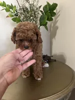 AKC FREE SHIP TO NEW JERSEY, a female Poodle - Toy  for sale in Spring Hill, FL – Photo 3 of 6